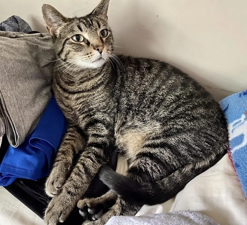 Gershwyn thumbnail 2