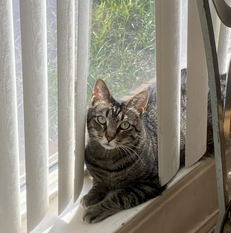 Gershwyn thumbnail 3