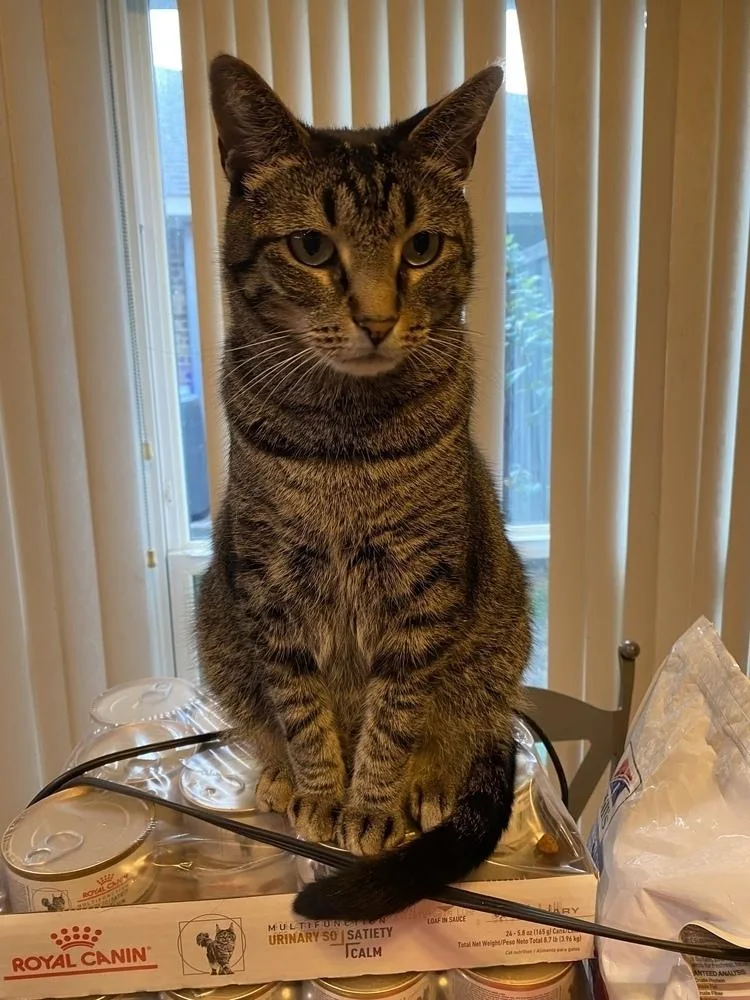 Gershwyn thumbnail 4