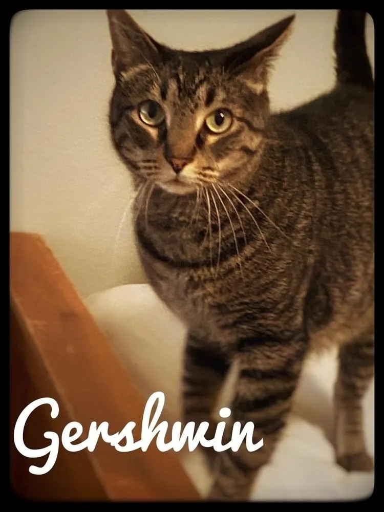 Gershwyn thumbnail 5