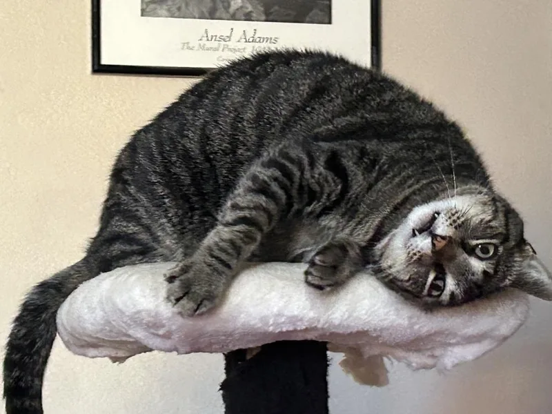 Gershwyn thumbnail 6