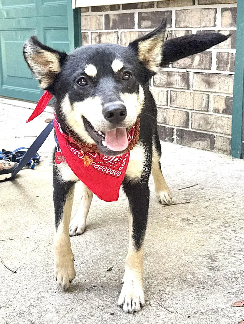 A young medium-sized female Black Husky dog named Brooke Shields for adoption in Andover, MA