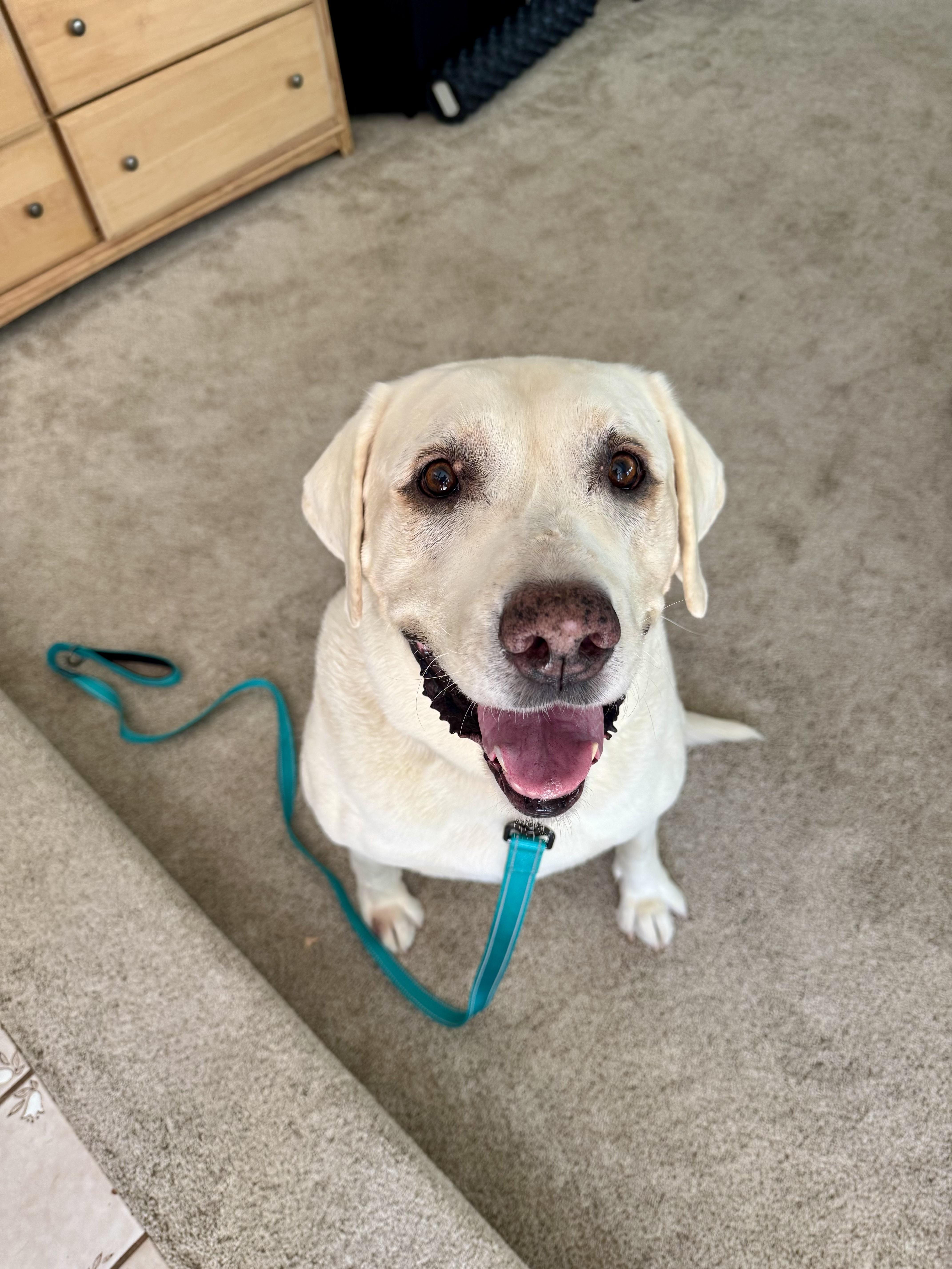 A senior large-sized male Yellow / Tan / Blond / Fawn Yellow Labrador Retriever dog named Blonco for adoption in Waterford, MI