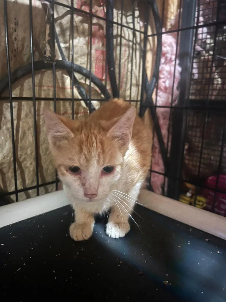 Grasshopper thumbnail 2