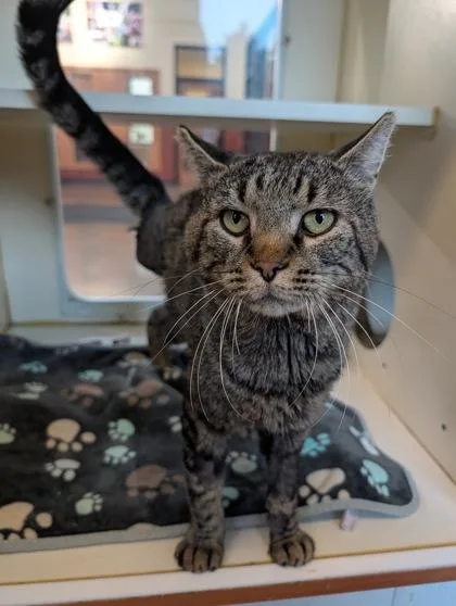 An adult medium-sized male Tabby (Brown / Chocolate) Domestic Short Hair cat named Oscar for adoption in Rochester, MN