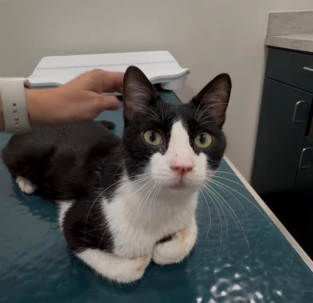 A young small-sized male Domestic Short Hair cat named Charles for adoption in Dallas, TX