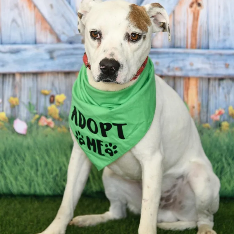 An adult medium-sized male English Bulldog dog named Mac for adoption in Floresville, TX