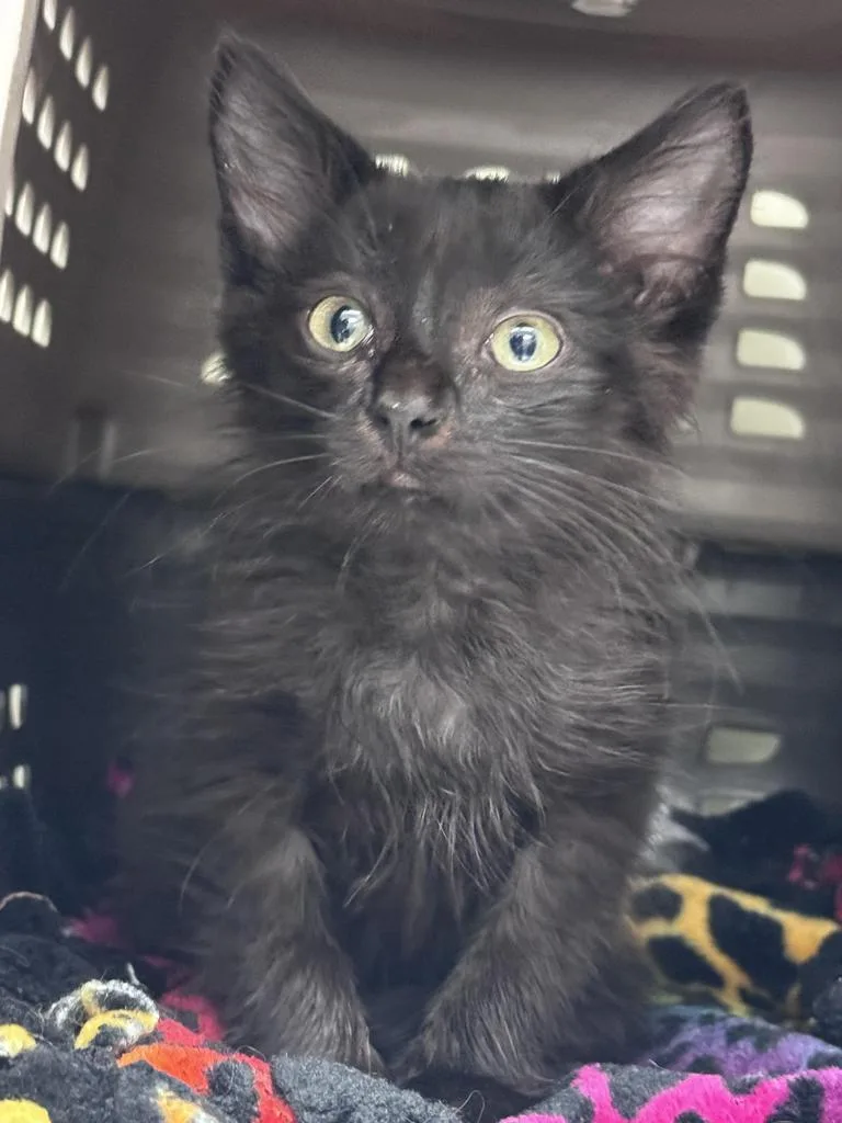 A baby small-sized male Domestic Long Hair cat named Bear for adoption in Saint Paul, MN