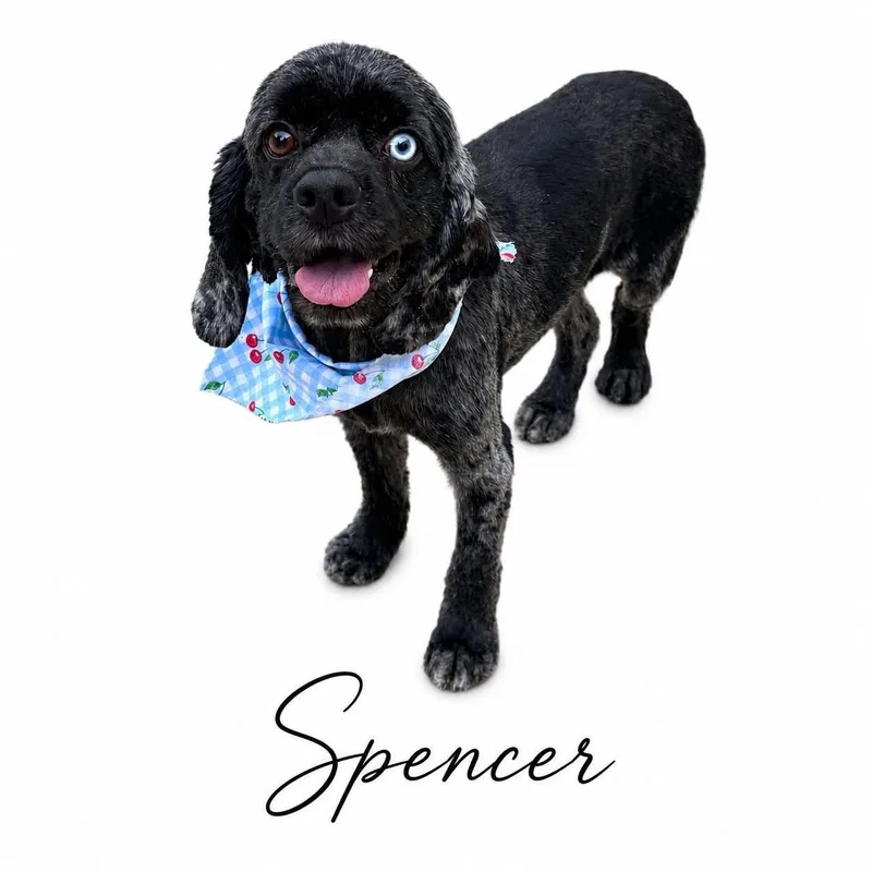 Spencer
