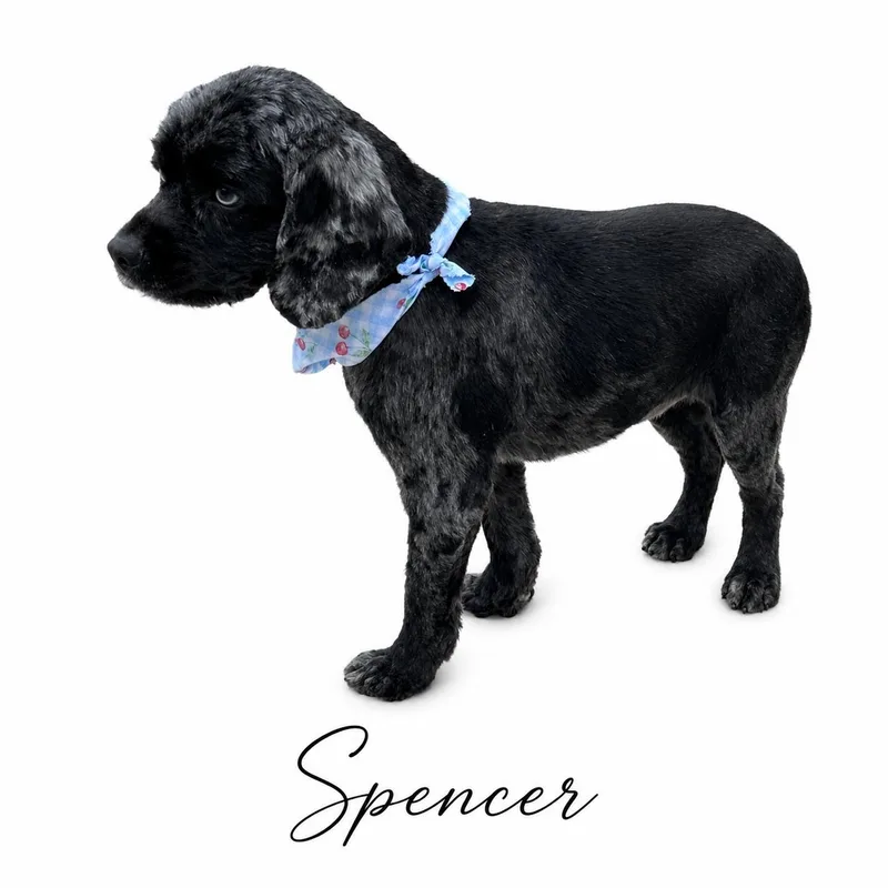 Spencer thumbnail 2