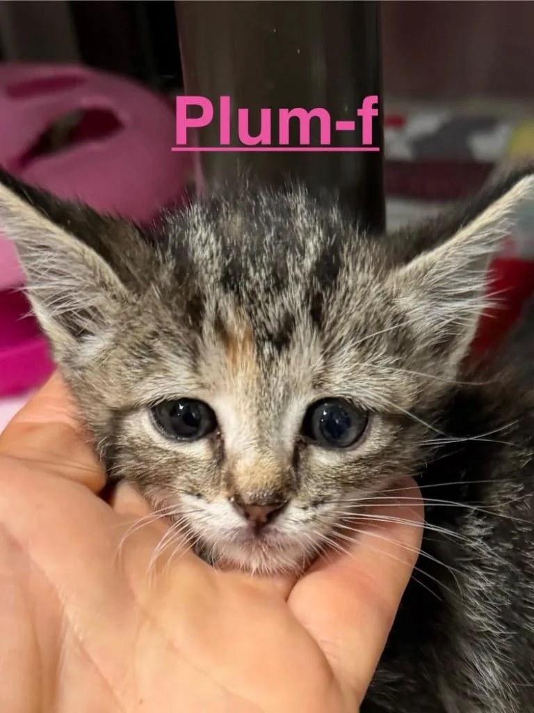 A baby small-sized female Tortoiseshell cat named Plum for adoption in Brookhaven, MS