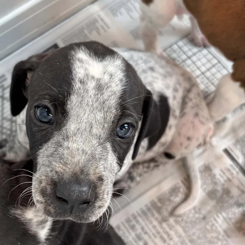 A baby small-sized male Black Mixed Breed dog named Chase for adoption in Huntington, WV
