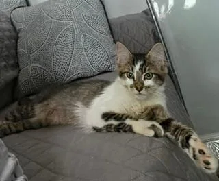 A baby medium-sized male Brown / Chocolate Domestic Long Hair cat named Hendrix for adoption in Lambertville, NJ
