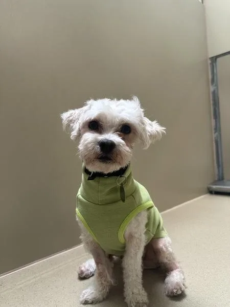 An adult small-sized male Miniature Poodle dog named Gumball for adoption in Walnut Creek, CA