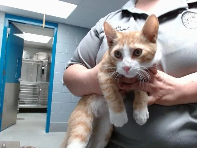 A young medium-sized male Domestic Short Hair cat named Malcom for adoption in Albuquerque, NM