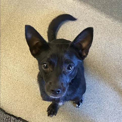 A young small-sized female Chihuahua dog named Chloe for adoption in San Martin, CA