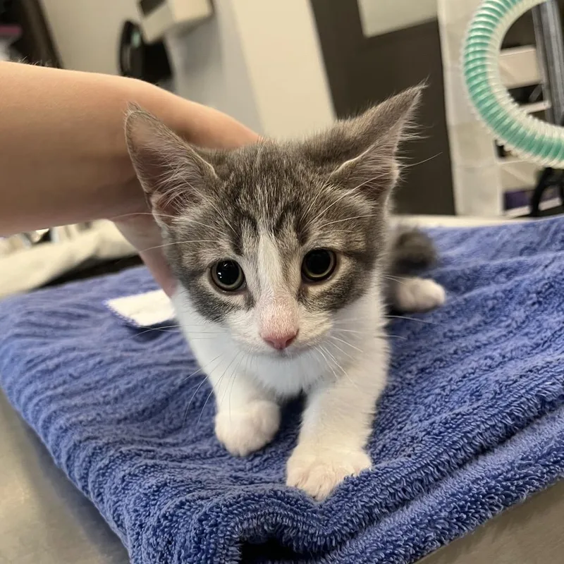 A baby small-sized male Gray / Blue / Silver Domestic Short Hair cat named Itty Bitty for adoption in Hinsdale, IL