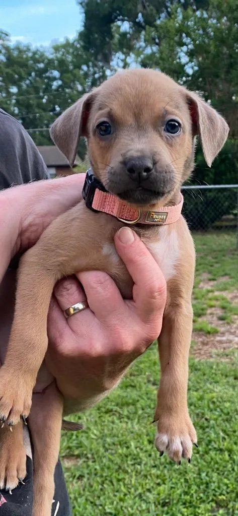 A baby small-sized female Mixed Breed dog named Sophia for adoption in Ocala, FL