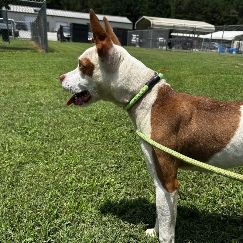An adult medium-sized female White / Cream Mixed Breed dog named Kerri for adoption in Greenville, SC
