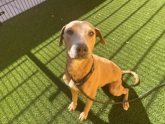 A young large-sized female Labrador Retriever dog named Tiger Lily for adoption in Mesa, AZ