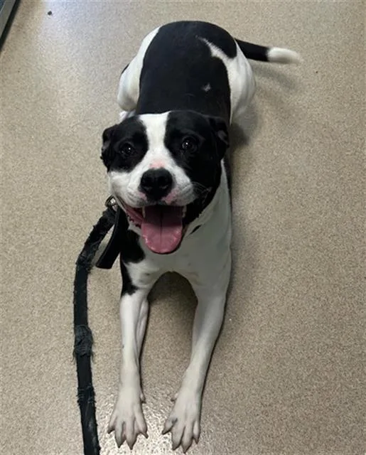 A young large-sized male Pit Bull Terrier dog named Jo Jo for adoption in Newton, NC
