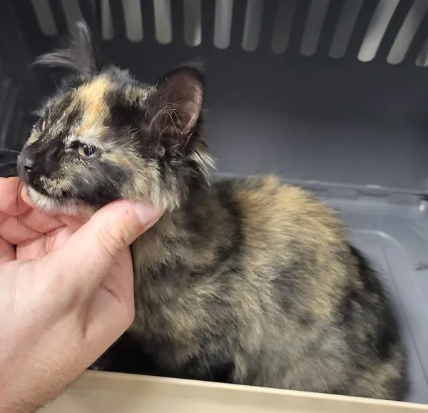 A baby small-sized female Domestic Short Hair cat named If Grace for adoption in Lawrenceville, GA