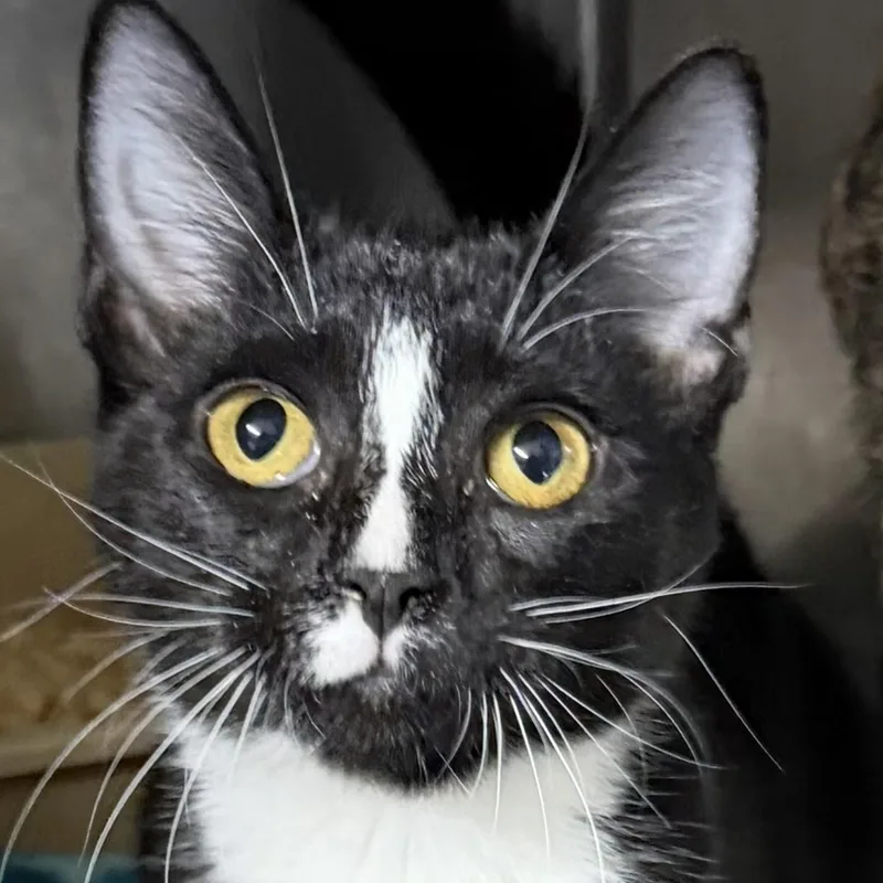 A young medium-sized female Black & White / Tuxedo Domestic Short Hair cat named Dazzle for adoption in SNOW HILL, NC