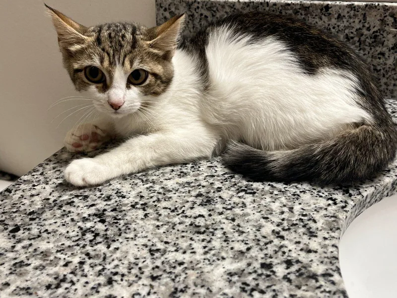 A baby small-sized female Tabby (Brown / Chocolate) Domestic Short Hair cat named Fredonia for adoption in Raleigh, NC