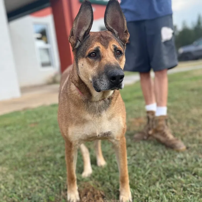 A senior large-sized male Yellow / Tan / Blond / Fawn Mixed Breed dog named Johnny for adoption in Corinth, MS