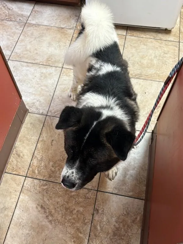 An adult large-sized male Tricolor (Brown, Black, & White) Mixed Breed dog named Cookie Dough for adoption in Cincinnati, OH