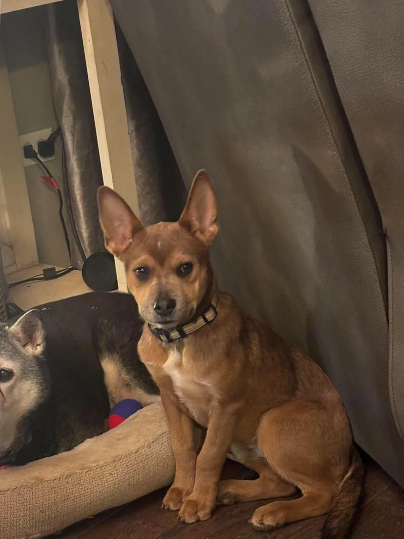 A young medium-sized female Cattle Dog dog named Nedi for adoption in hinckley, IL