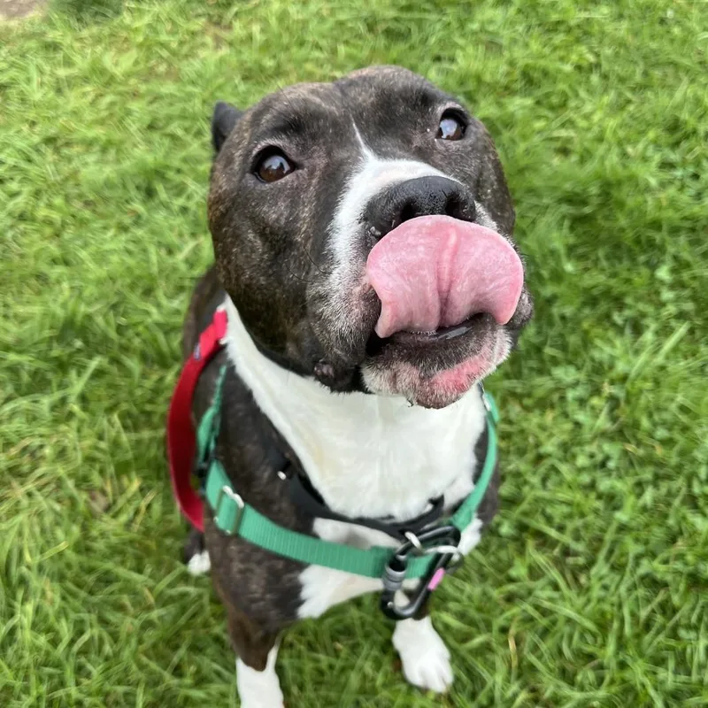 An adult medium-sized female Black Mixed Breed dog named Coco for adoption in Fairport, NY