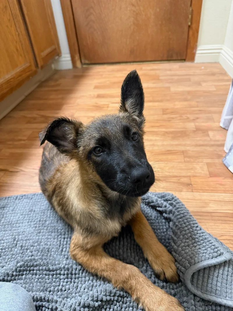 A baby medium-sized male Brown / Chocolate Belgian Shepherd / Malinois dog named Beckham for adoption in Santa Clara, CA