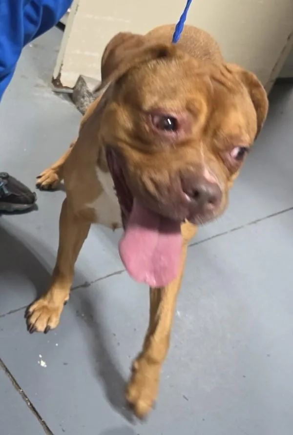 An adult large-sized female Pit Bull Terrier dog named a Eve for adoption in Dallas, GA