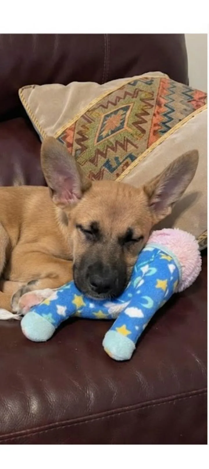 Queen the Happy Cuddly thumbnail 4