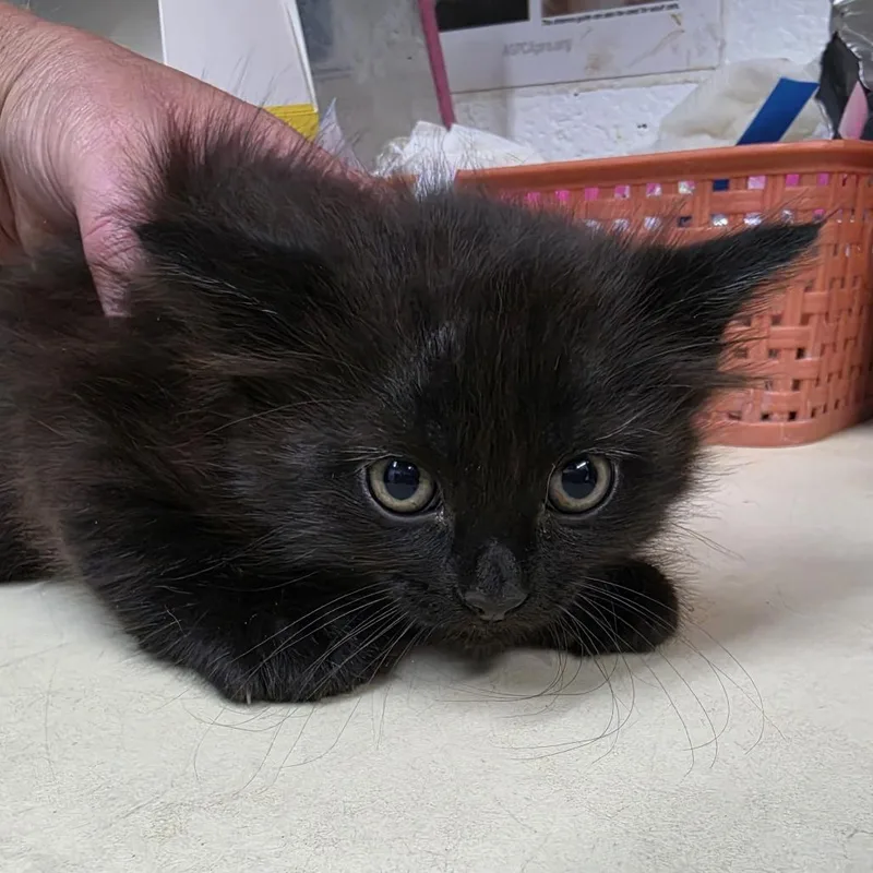 A baby small-sized female Black Domestic Medium Hair cat named Gouda for adoption in Ardmore, OK