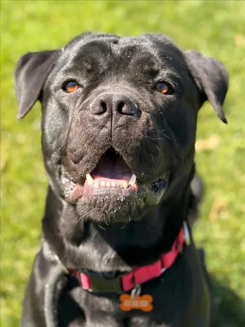 An adult large-sized female Cane Corso dog named Pj Aka Pearl for adoption in Woodland, CA