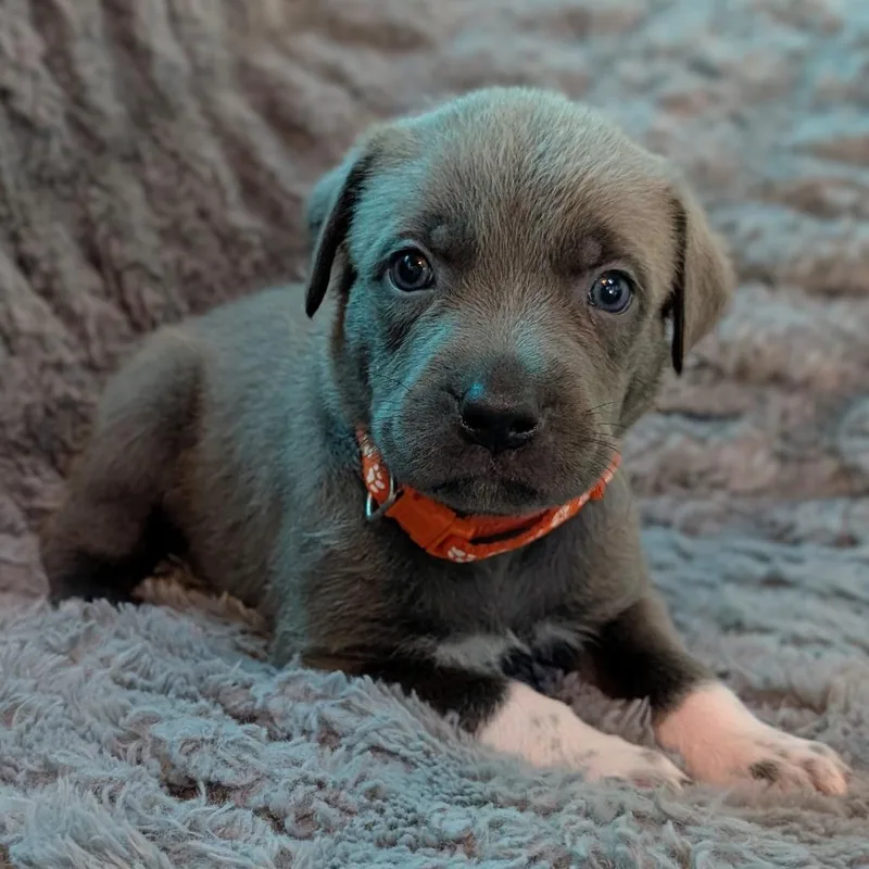 Birdie Pup  Falco thumbnail 2