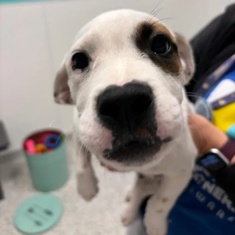 A baby small-sized male White / Cream Dachshund dog named Damon for adoption in Wilmington, DE