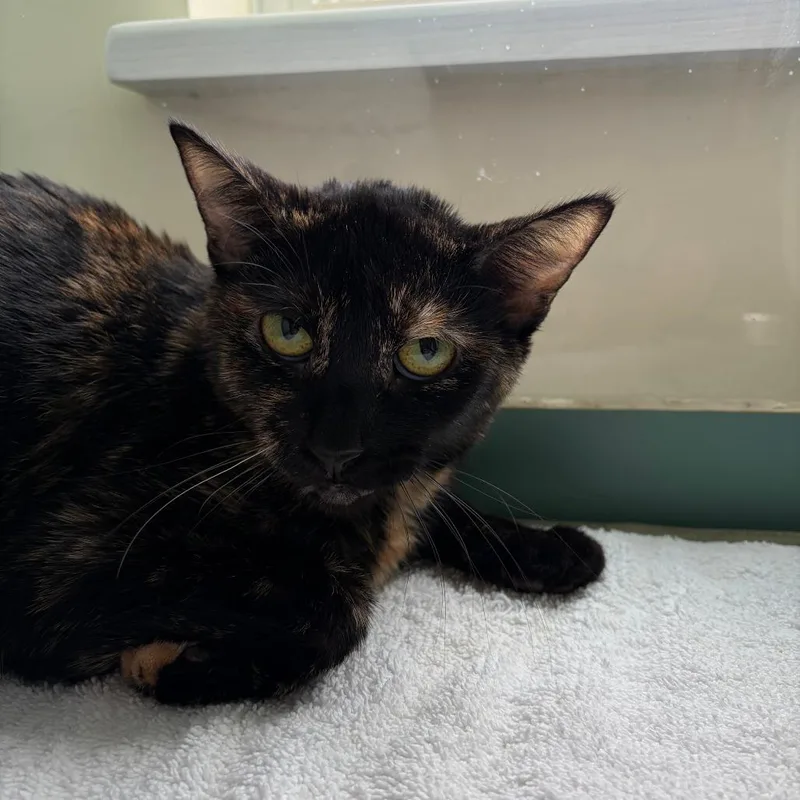An adult medium-sized female Tortoiseshell Domestic Short Hair cat named Lucy for adoption in Morrisville, VT
