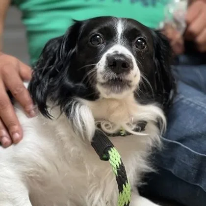 Delilah