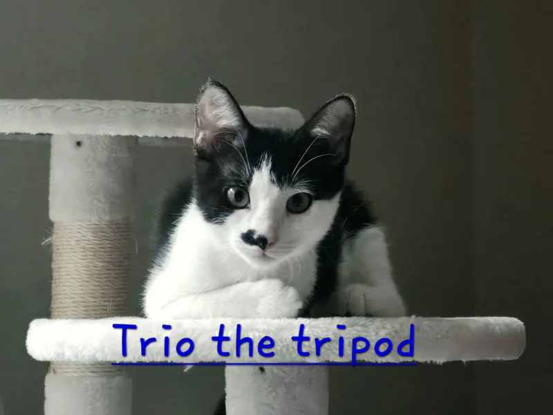 A baby medium-sized male Domestic Short Hair cat named Trio for adoption in Shrewsbury, MA
