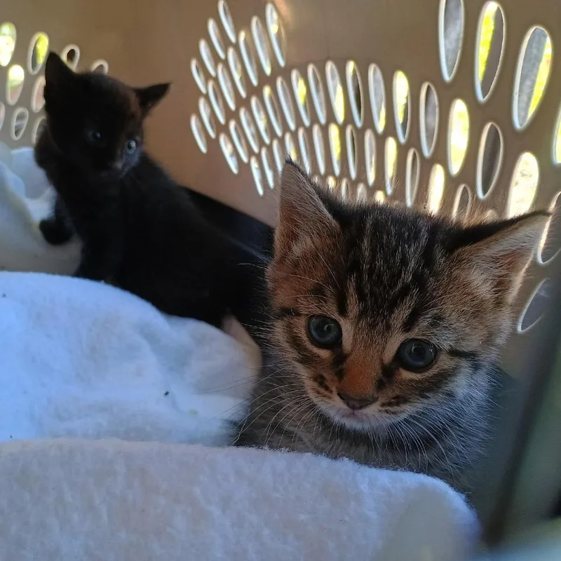 A baby small-sized male Black Domestic Short Hair cat named Raffi for adoption in Mount Shasta, CA