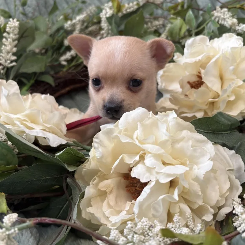 A baby small-sized female Yellow / Tan / Blond / Fawn Chihuahua dog named Poppy for adoption in Benton City, WA