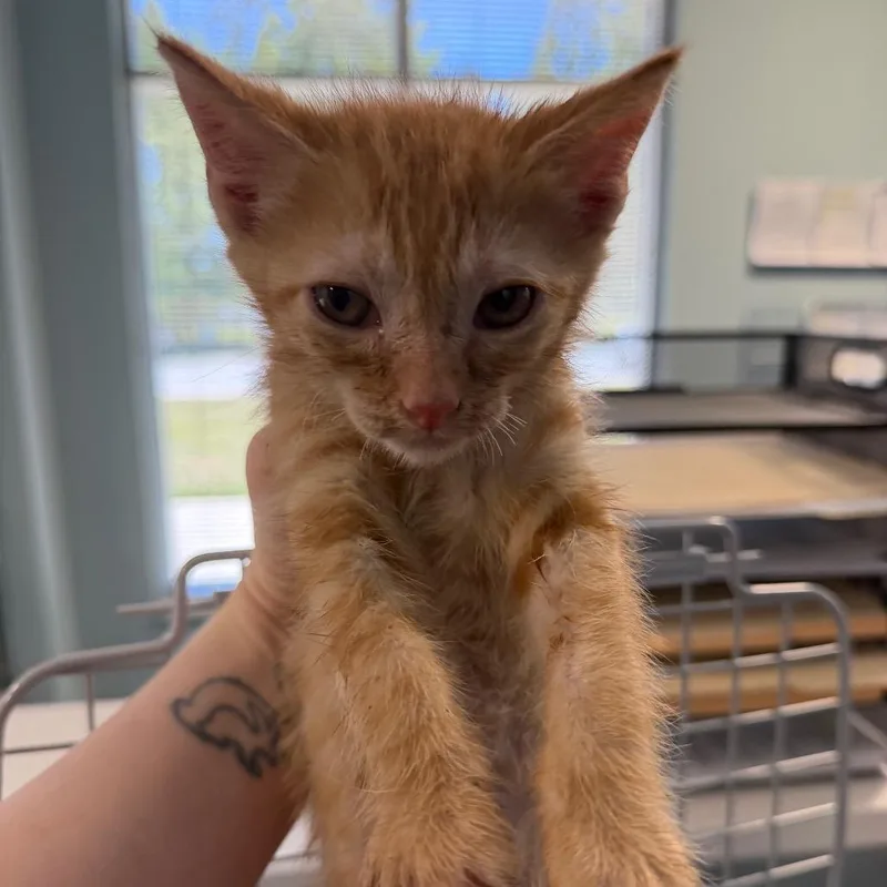 A baby small-sized male Buff / Tan / Fawn Domestic Short Hair cat named Palm Paradise for adoption in Greensboro, NC