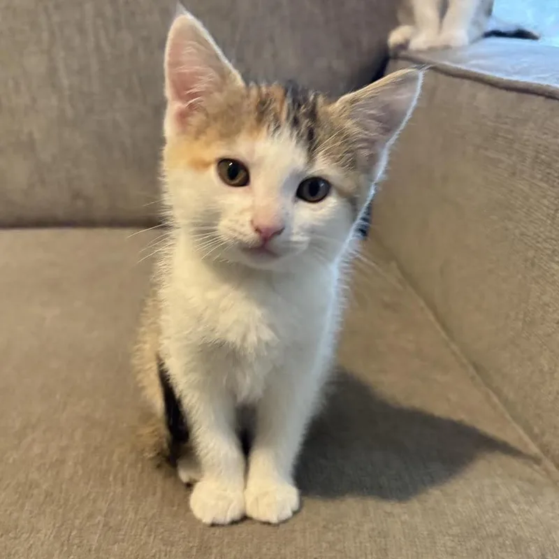 A baby small-sized female Calico Domestic Short Hair cat named Peep C for adoption in Minnetonka, MN