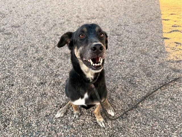 An adult large-sized male German Shepherd Dog dog named Maverick for adoption in Mesa, AZ
