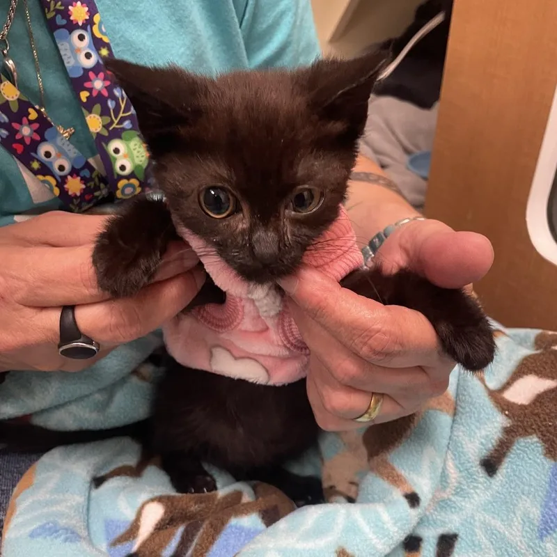 A baby small-sized female Black Domestic Short Hair cat named Lucky for adoption in Wilmington, DE