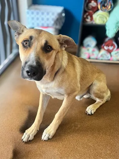 An adult large-sized male Yellow / Tan / Blond / Fawn German Shepherd Dog dog named Leon for adoption in Winfield, KS
