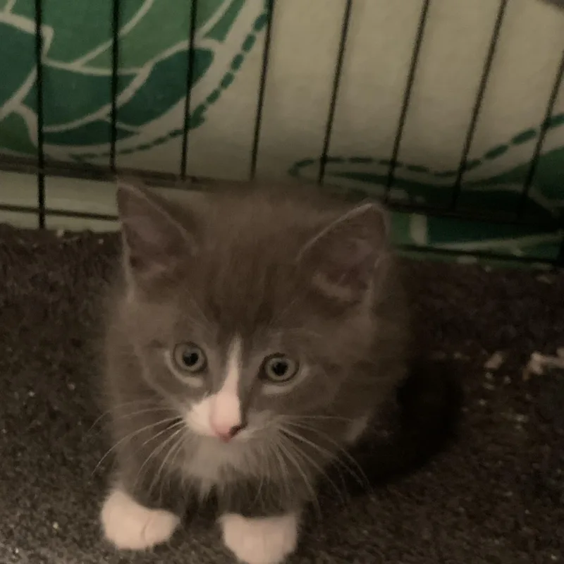 A baby medium-sized male Gray & White Domestic Medium Hair cat named Leo for adoption in Shelby Township, MI